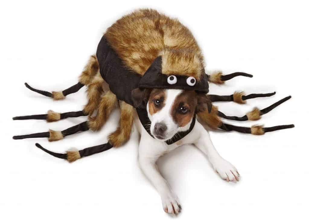 Costumes For Dogs