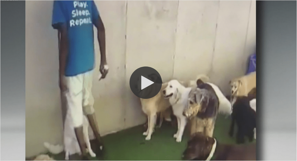 Dog Daycare Worker Captured On Video Repeatedly Kneeing Dog In The Face - The Dogington Post