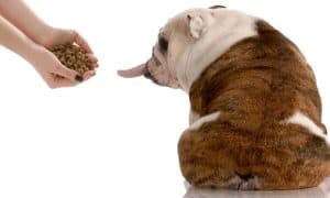 dog refusing to eat