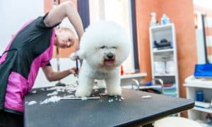 groomers