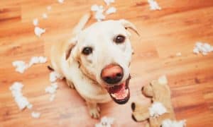 durable dog toys