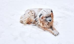 winter