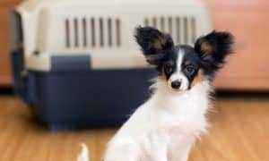 dog crates