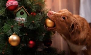 christmas safety