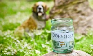 animal charities