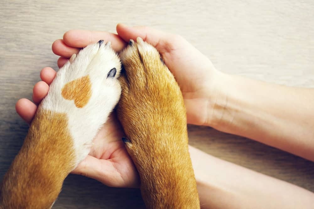 A Clinical Psychologist Weighs in on the Mind Boosting Power of Pets - The  Dogington Post