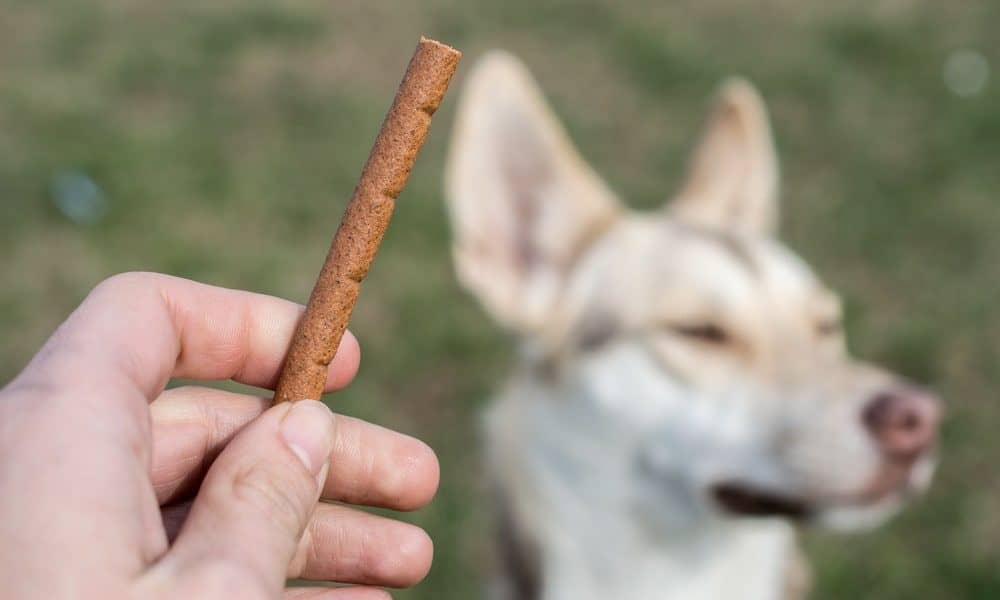 Dog Doesn't Want a Cookie? Tips to Train a Dog That Couldn't Care Less About Treats from FitDog - The Dogington Post