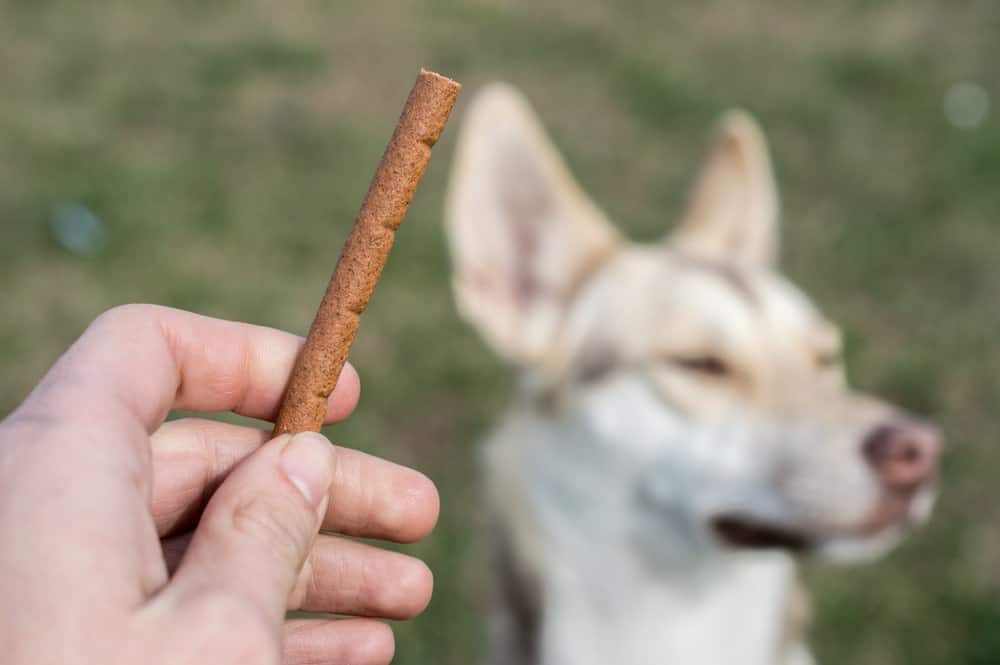 Dog Doesn’T Want A Cookie? Tips To Train A Dog That Couldn’T Care Less About Treats From Fitdog