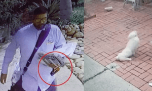 mailman