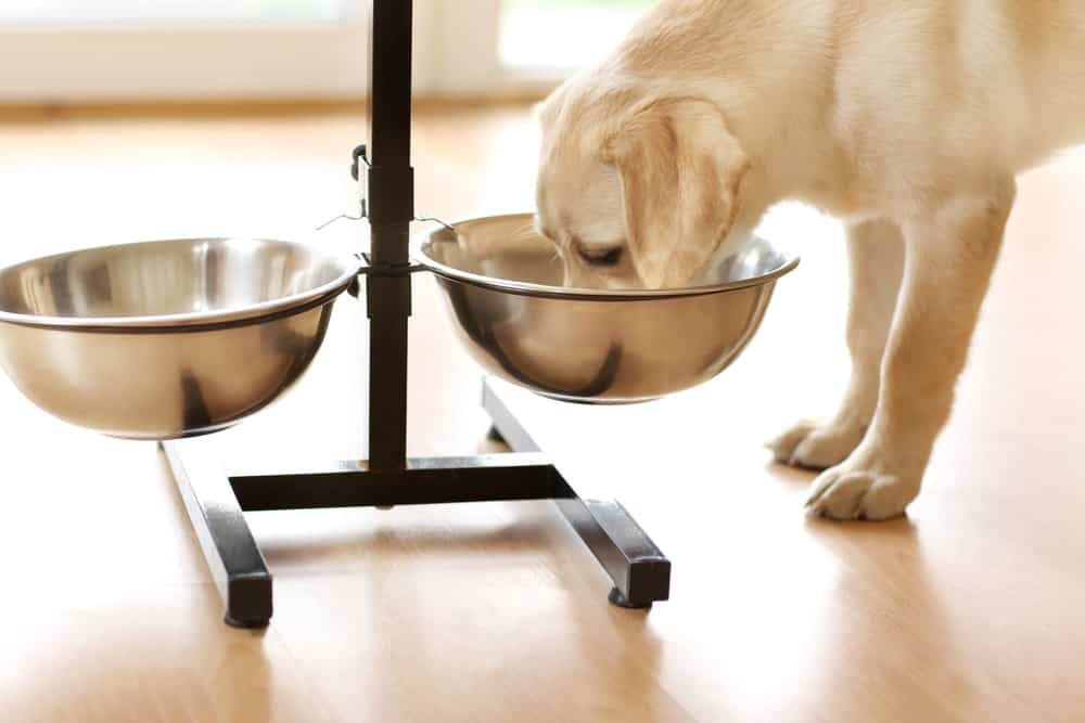 Elevated Food Bowls
