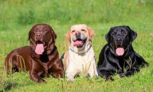 dog breed