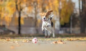 PEMF for dogs
