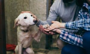 state pet