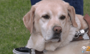 service dog