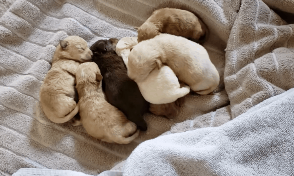 Caught on Video: Woman Arrested After Dumping 7 Newborn Puppies in Dumpster - The Dogington Post