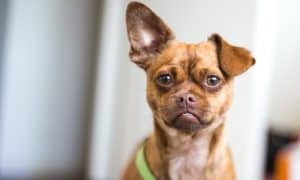 cleaning your dog's ears
