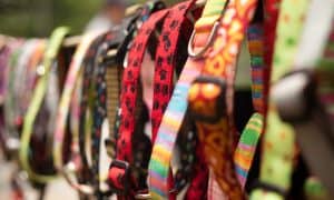 collars