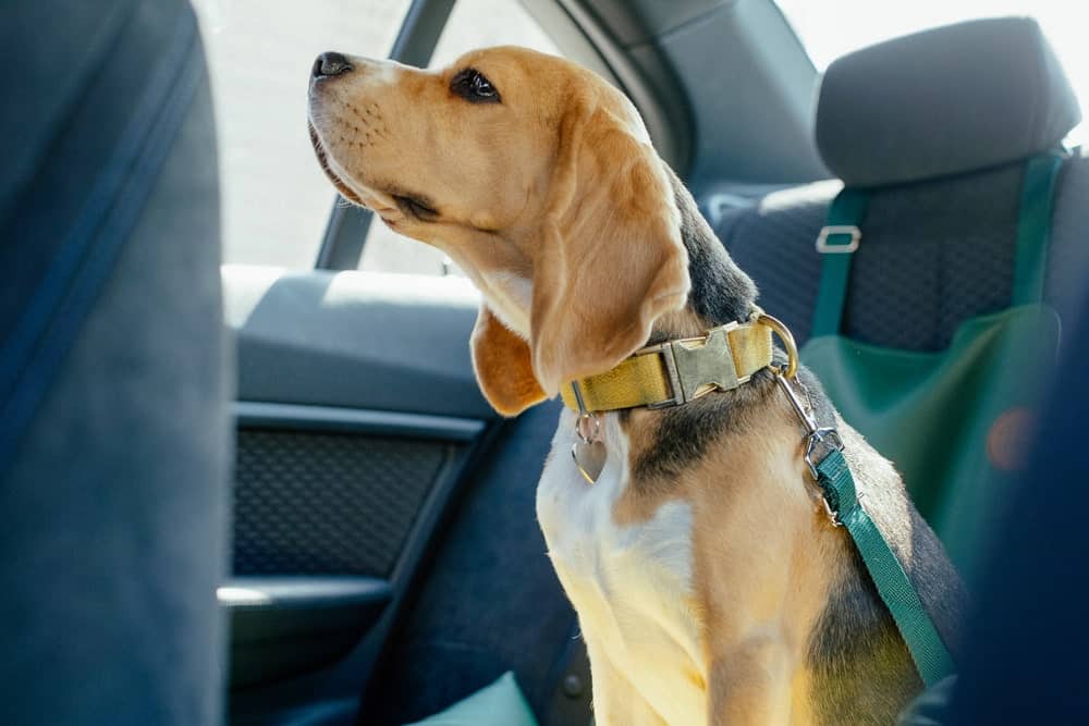 Dogs In New Jersey Must Be Properly Restrained In Vehicles Or Owners Could Face Hefty Fines And Jail Time.