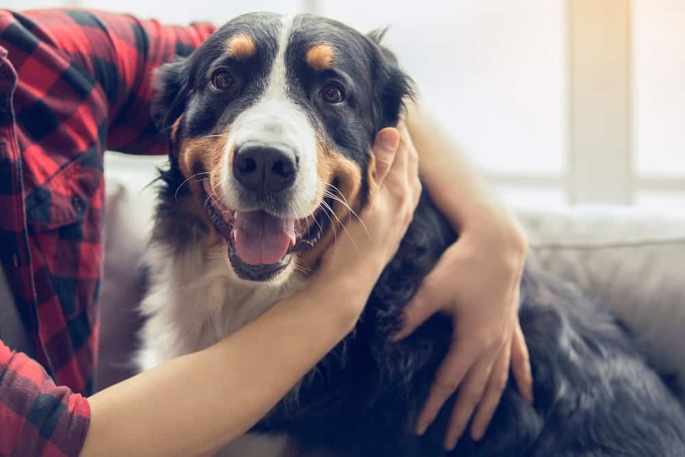 5 Items for $5 or Less That Could Save Your Dog's Life - The Dogington Post