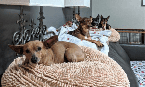 canine estates