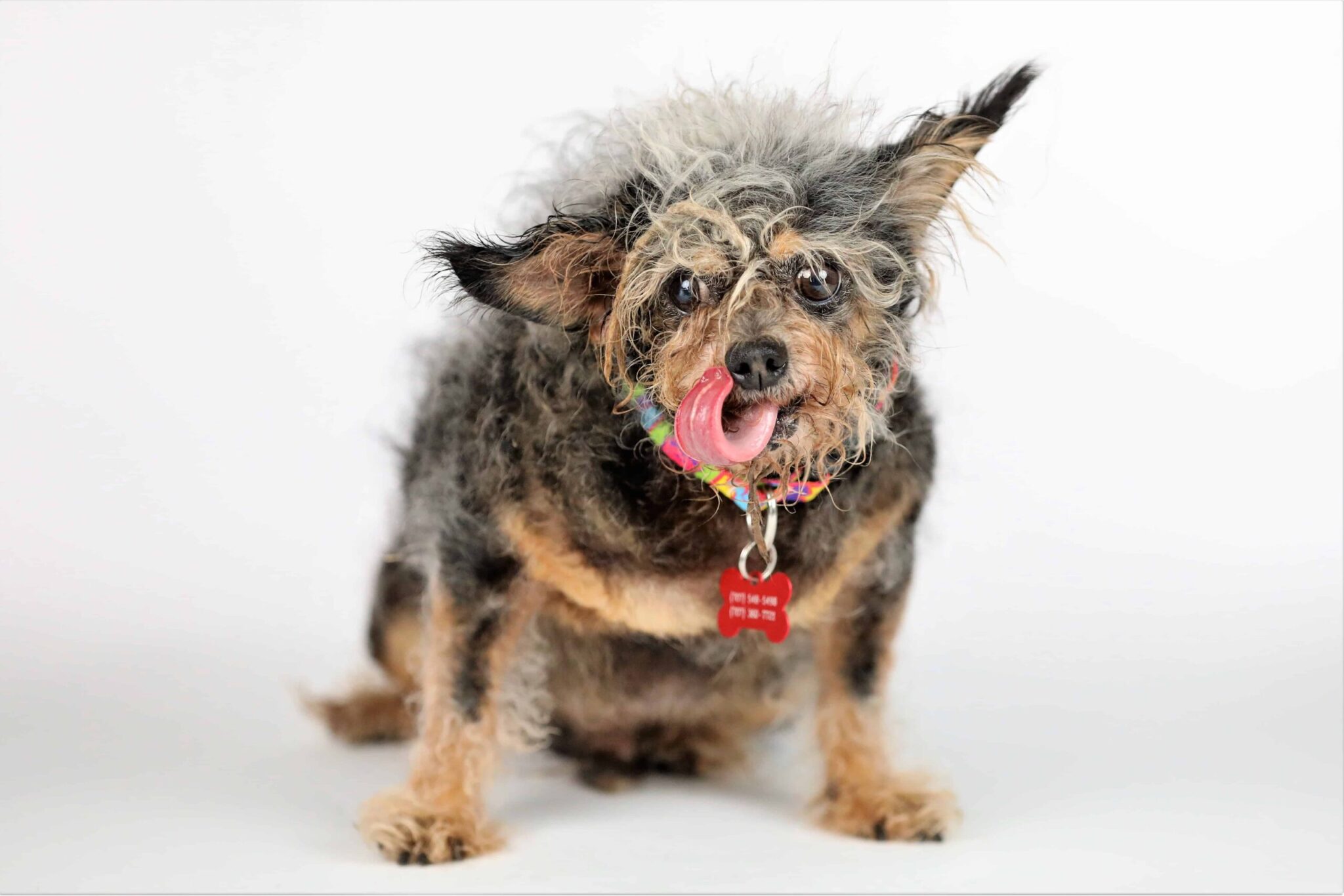 Scamp the Tramp was crowned The World’s Ugliest Dog at the Sonoma-Marin Fai...