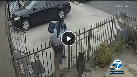 Mail Carrier Caught On Camera Pepper Spraying Fenced Dog - The Dogington Post