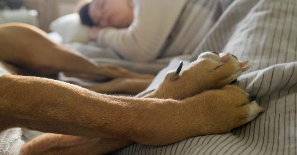 Sleeping With Your Dog