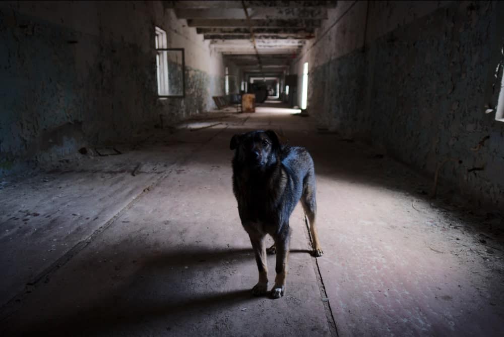 Dogs Of Chernobyl