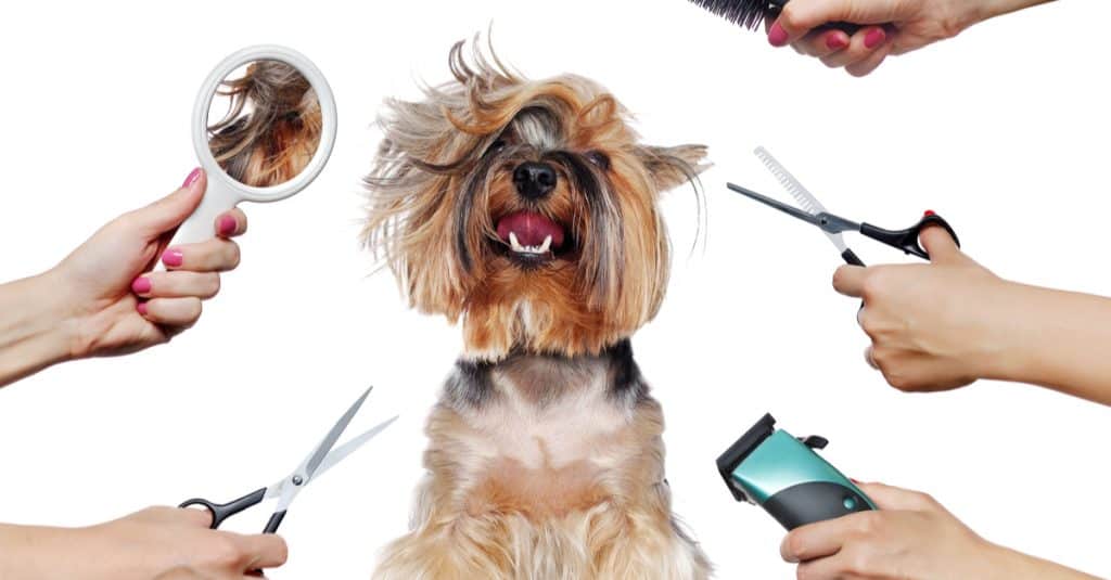 Pet Grooming at Home