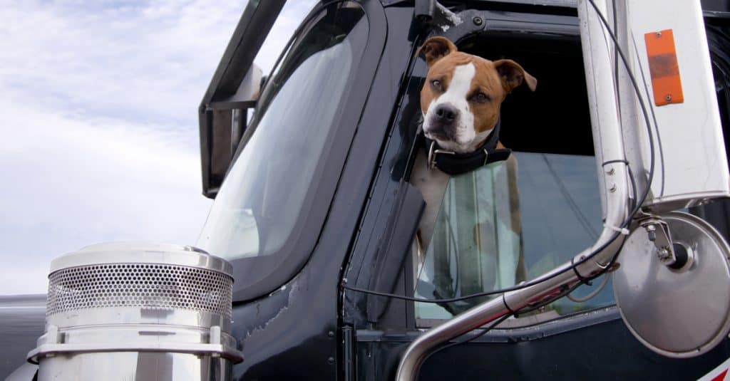 Trucking With Dogs