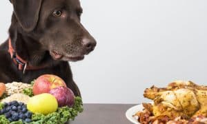 Vegan Dog Food