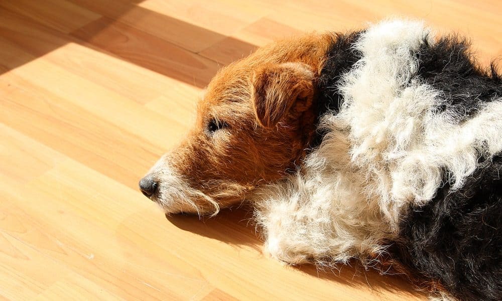 Clean Dog Hair From Hardwood Floors, Best Way To Pick Up Dog Hair On Tile Floors