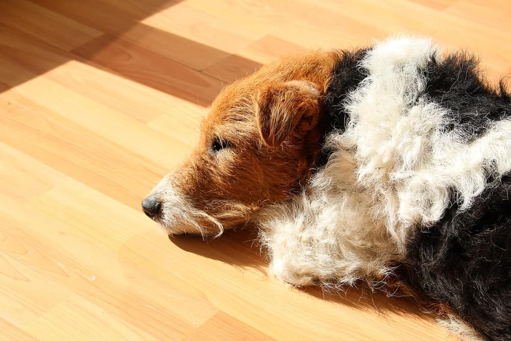 Clean Dog Hair From Hardwood Floors, Keeping Hardwood Floors Clean With Dogs