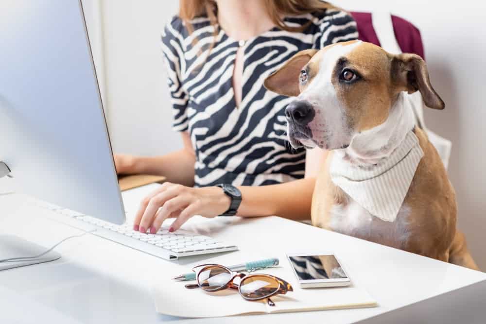 Emotional Support Animals and the Workplace: What You Need to Know - The  Dogington Post