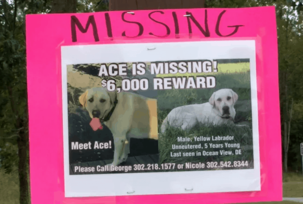 Missing Dog Signs
