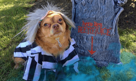 Scary Dog Costumes For Halloween