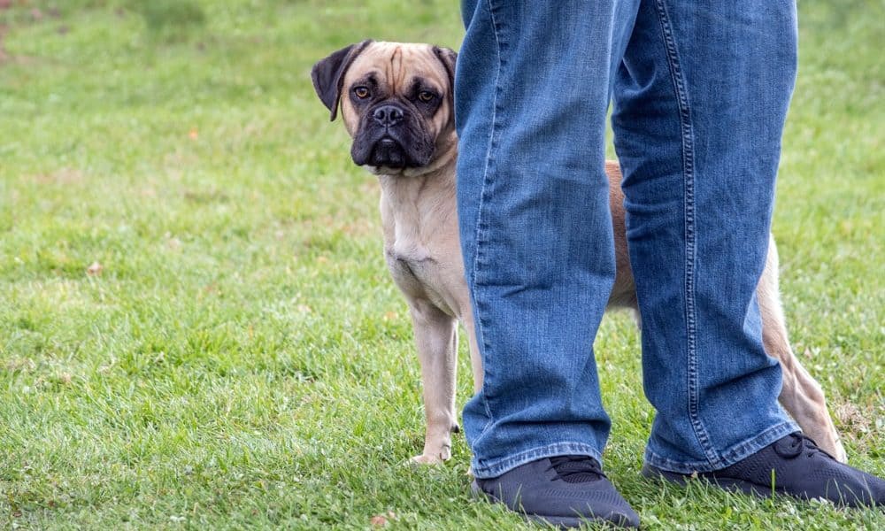 how to stop being afraid of dogs
