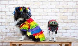 Diy Dog Costumes