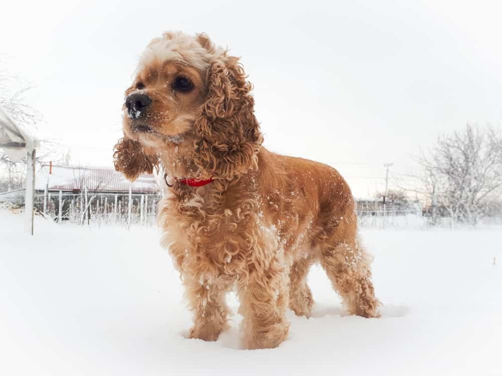 Picture of 5 Professional Cold Weather Grooming Tips to Swipe for Your Home Routine