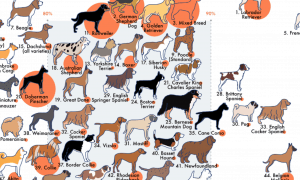 breeds