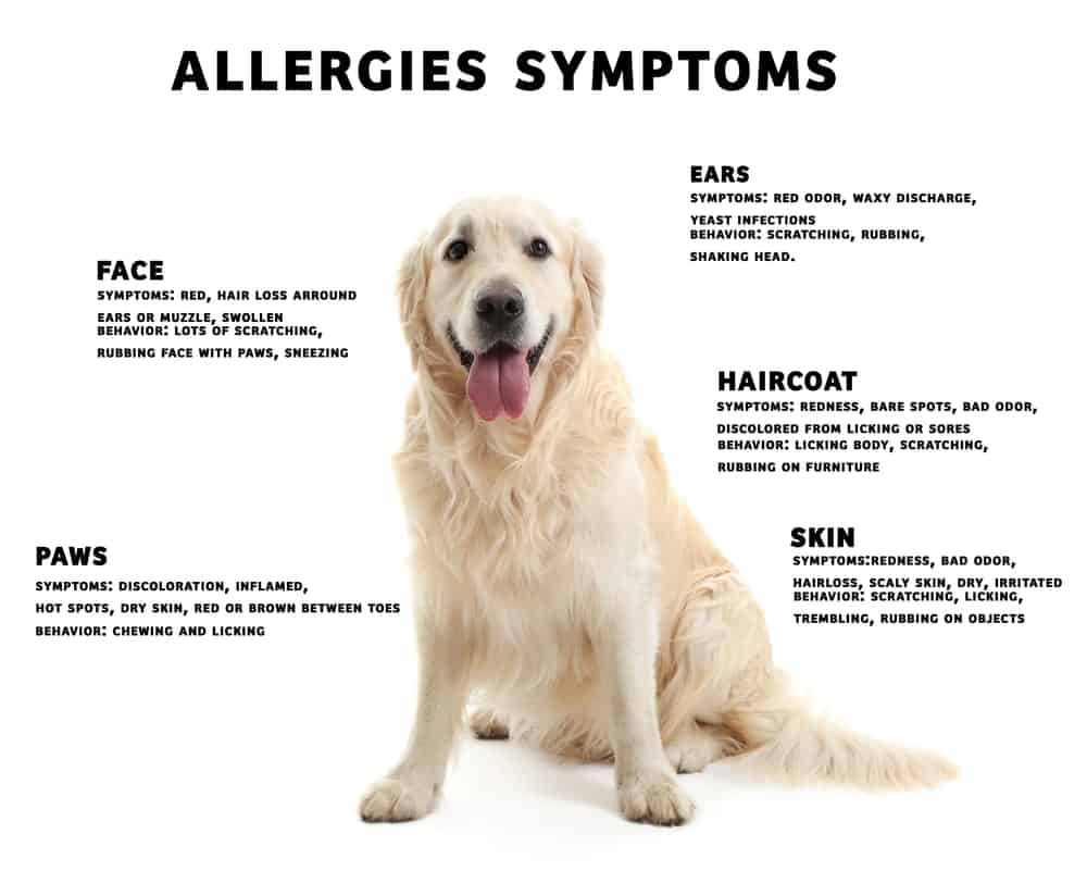 5 Signs Your Dog is Having an Allergic Reaction The