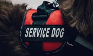 Servicedogvest Min