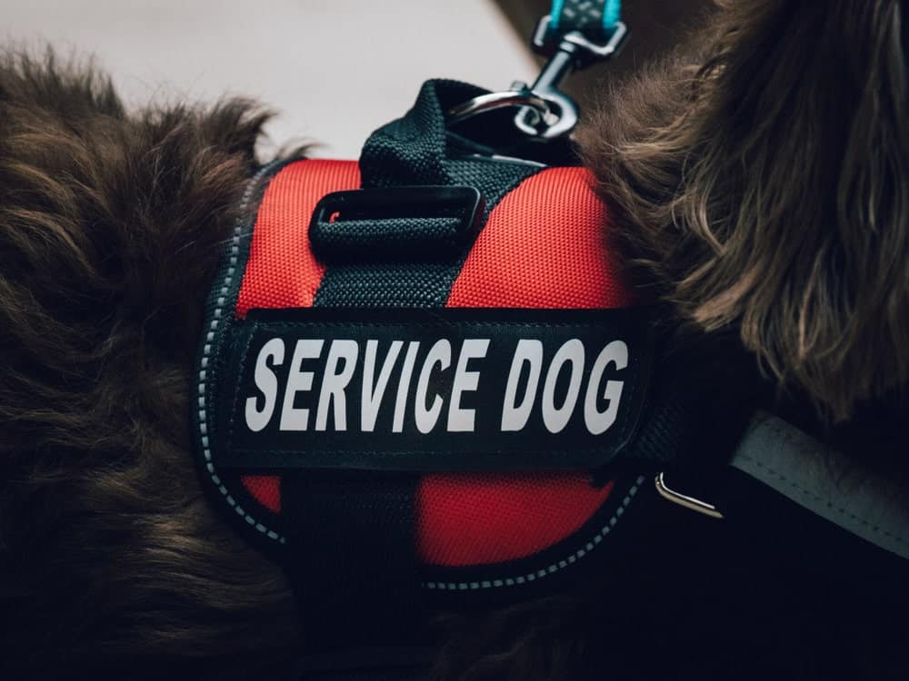 Fake Service Dogs