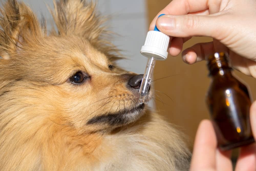 Cbd oil for dogs on 4th of july