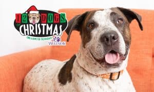 12 dogs of christmas