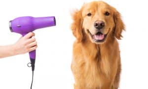 grooming