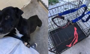 mama dog