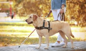 seeing eye dog