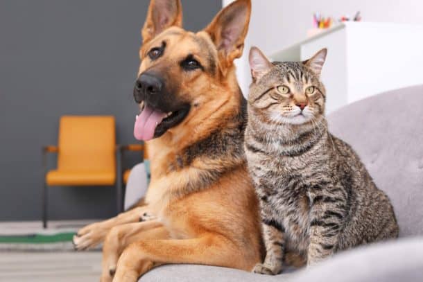 Image showcasing 8 Best Home Upgrades for Pet-Friendly Households – The Dogington Post
