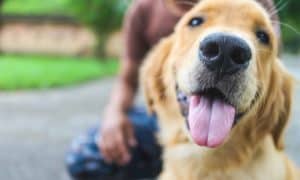 service dogs